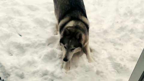 Dog in freezing snow refuses to come inside home