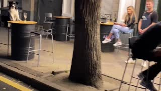 Dog at Outdoor Restaurant Patiently Waits for Food