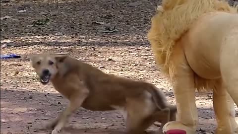 Troll prank Dog Funny_Fake lion and fake tiger_Tiger prank to Dog_Huge box Prank to dog