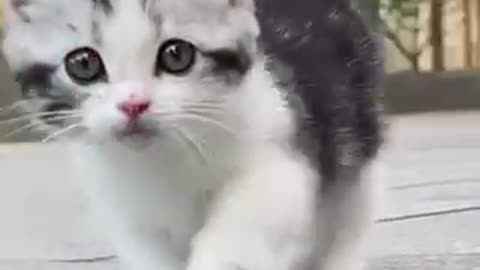 Happy pets sweety cutie kitten