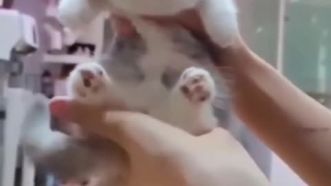 Cute Kitten videos to watch.