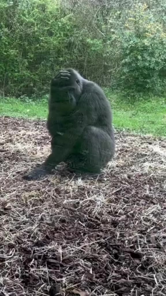 Zoo: Robert Marc Lehmann über Menschenaffen in Zoos