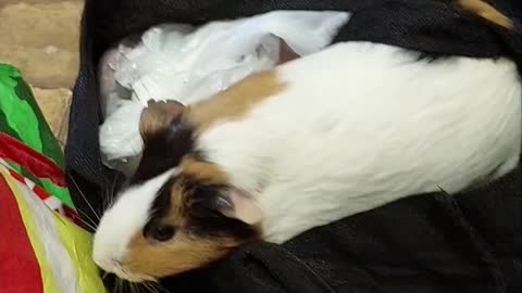 Guinea pig couldn't resist a bag full of fruits and veggies