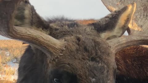 Wild Moose Encounter Near Grand Teton