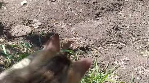 Max the cat vs little mouse