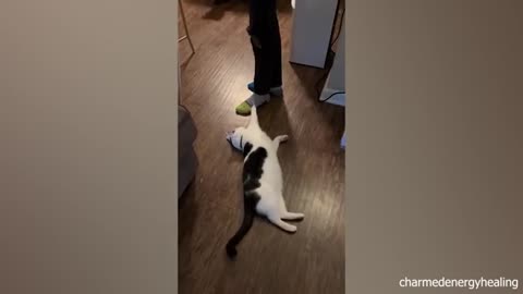 Funny cat video can you stop the lough 😄🤣🤣