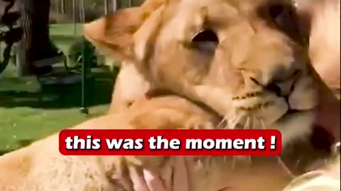 Lion and girl best friend ship # 🤩 best moments