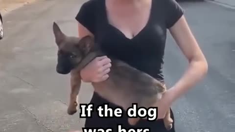 Man Saves Dog From Deranged Woman #shorts #save