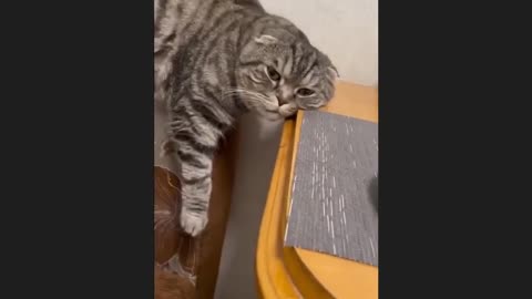 Funny Cats, Dogs Videos of 2024 will make you laugh😅