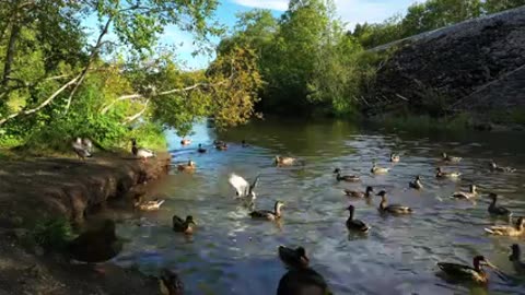 Ducks quacking on a river in the forest