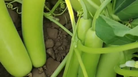 Bottle gourd