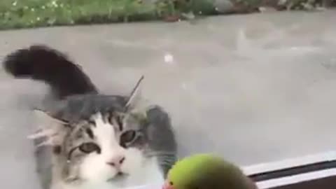 Parrot 🦜vs 🐈 cat