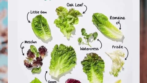 Leafy Green Goodness: Discovering the Different Varieties of Lettuce 🌿