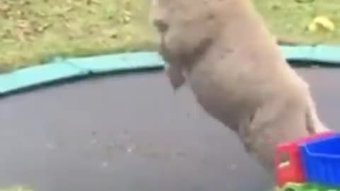 Sheep loves the trampoline