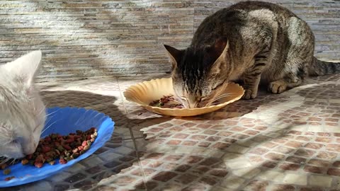 A very cute tabby cat who wants food and love from me comes running to me