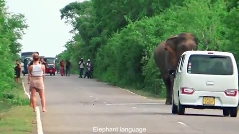 Sri Lanka Wild Elephant Attack | Wild Elephant Vs Drank Man 2024 New