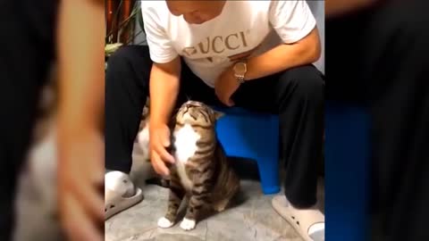 Funny/Cute Cats Compilation