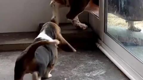 Patient older dog teaches young basset hound puppy how to use the pet door