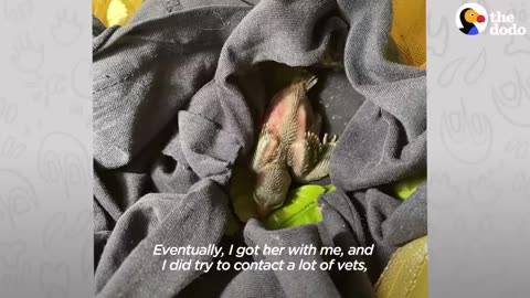 Tiny Rescue Bird Follows Her Mom Around Like A Dog - The Dodo