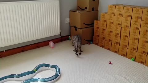 Playful Bengal Kitten Loves To Pop Balloons