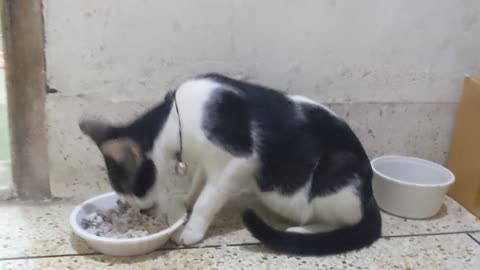 hungry cat eating rice