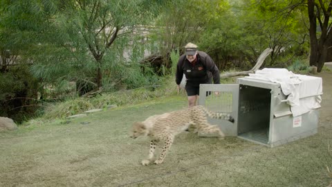 Cheetah & Puppy Pal Run Together