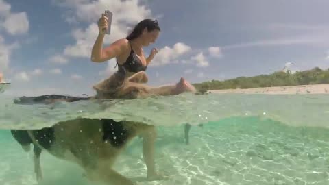 Pig Enjoys Swimming with Mom