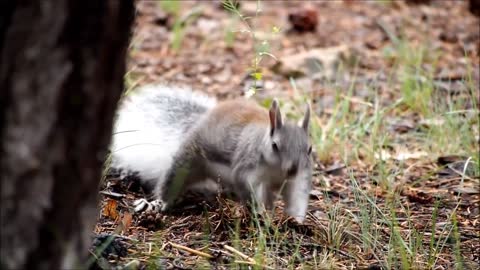 Squirrel Animal Rodent Fur Cute National Park