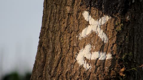 Trail Marker on Tree