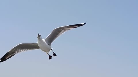 Birds fly 🕊️ human nature affected