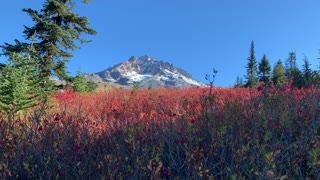 Oregon – Mount Hood – Mountain Views from a Wild Berry Patch – 4K