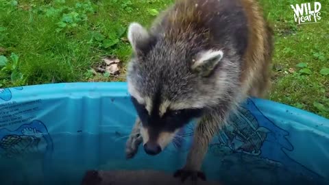 Guy Becomes BFFs with Raccoon and Her Baby | The Dodo Wild Hearts