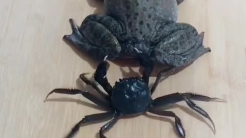 the battle between crabs and frogs