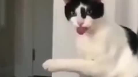 funnycat