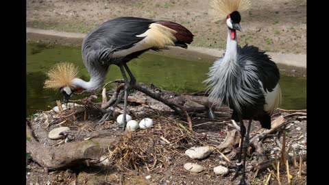 Grey crowned crane || Descriptions, Characteristics and Facts