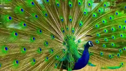 Beautiful peacock