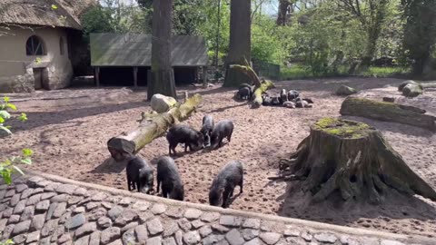 The wild boars are moving around and eating nicely