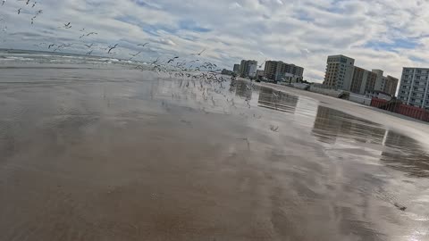 Chasing Seagulls On Beach, Daytona Florida, GoPro Hero 12