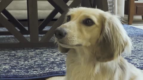 HURRICANE DOGS - Wiener Dogs Prepare for a Storm!