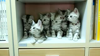 Litter of kittens adorably turn heads in sync