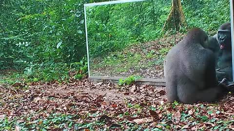 Animals Seeing Themselves For The First Time!