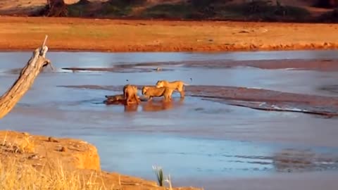 30 Amazing Lion Attack Crocodile To Death Battle For Survival