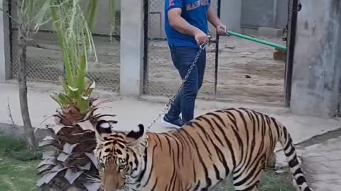 Tiger Attack Man