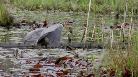 Blue Heron Hunts Baby Duck