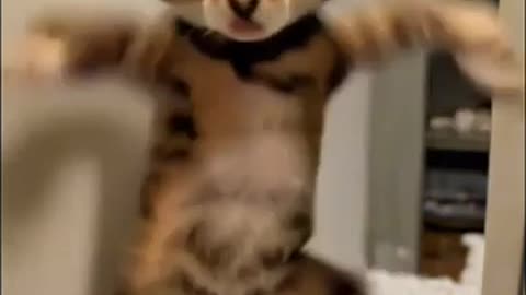 Catdancing video