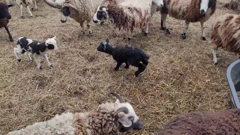 Lamb set free from pen