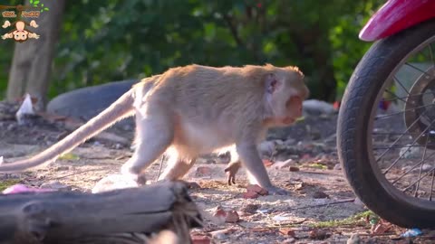 4K Quality Animal Footage - Monkeys Beautiful Scenes Episode 1| Viral Monkey