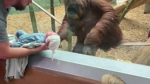 Orangutan Wants to See Human Baby