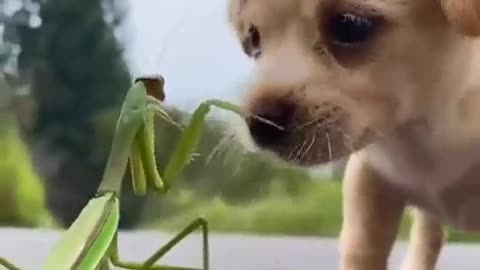 Puppy Fighting A Praying Mantis