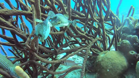 Smooth Trunkfish Dance and The Pea